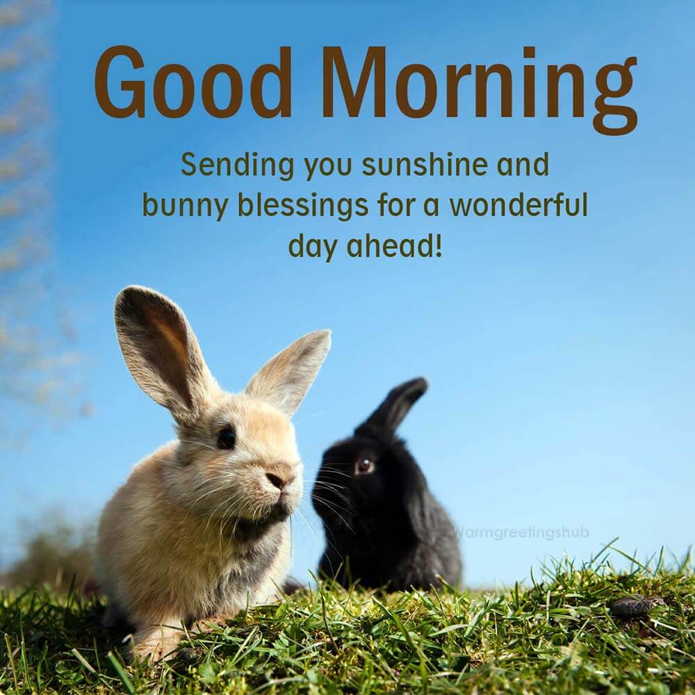 Hd Good Morning Rabbit Wallpapers