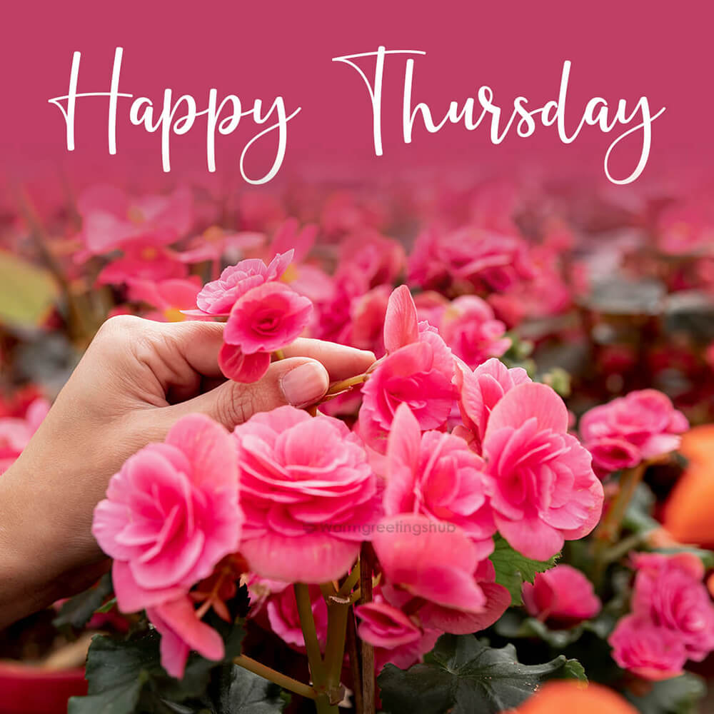 Happy Thursday Wishes