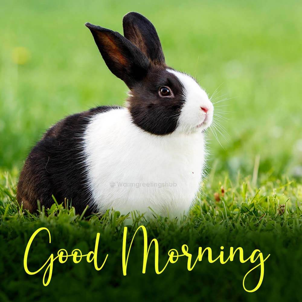 Hello Good Morning With Cute Bunny