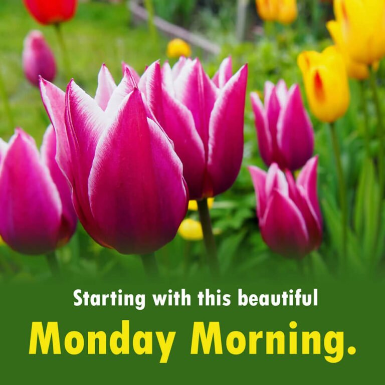 100+ Uplifting Happy Monday Messages Quotes and Pictures ...