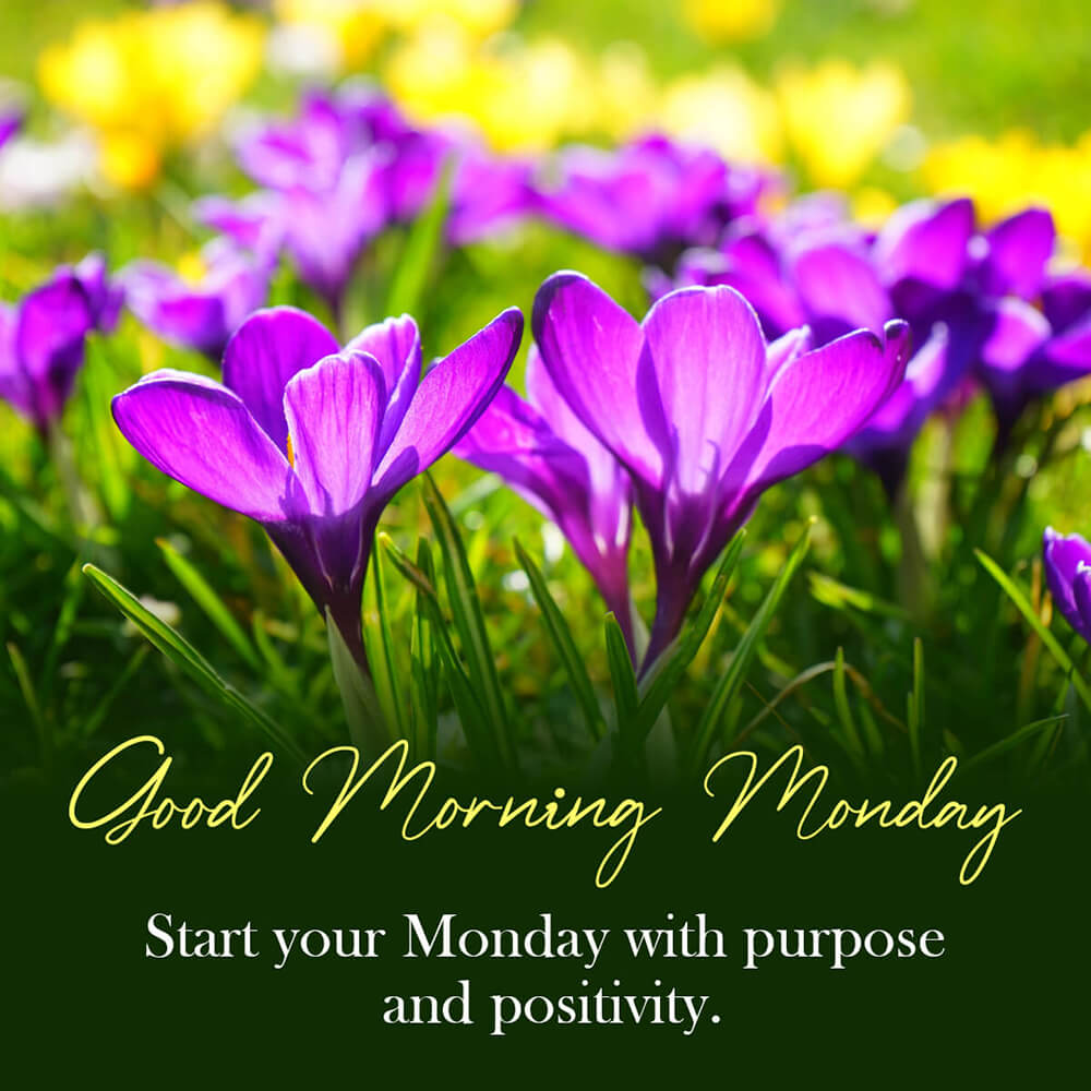 Monday Morning Wishes