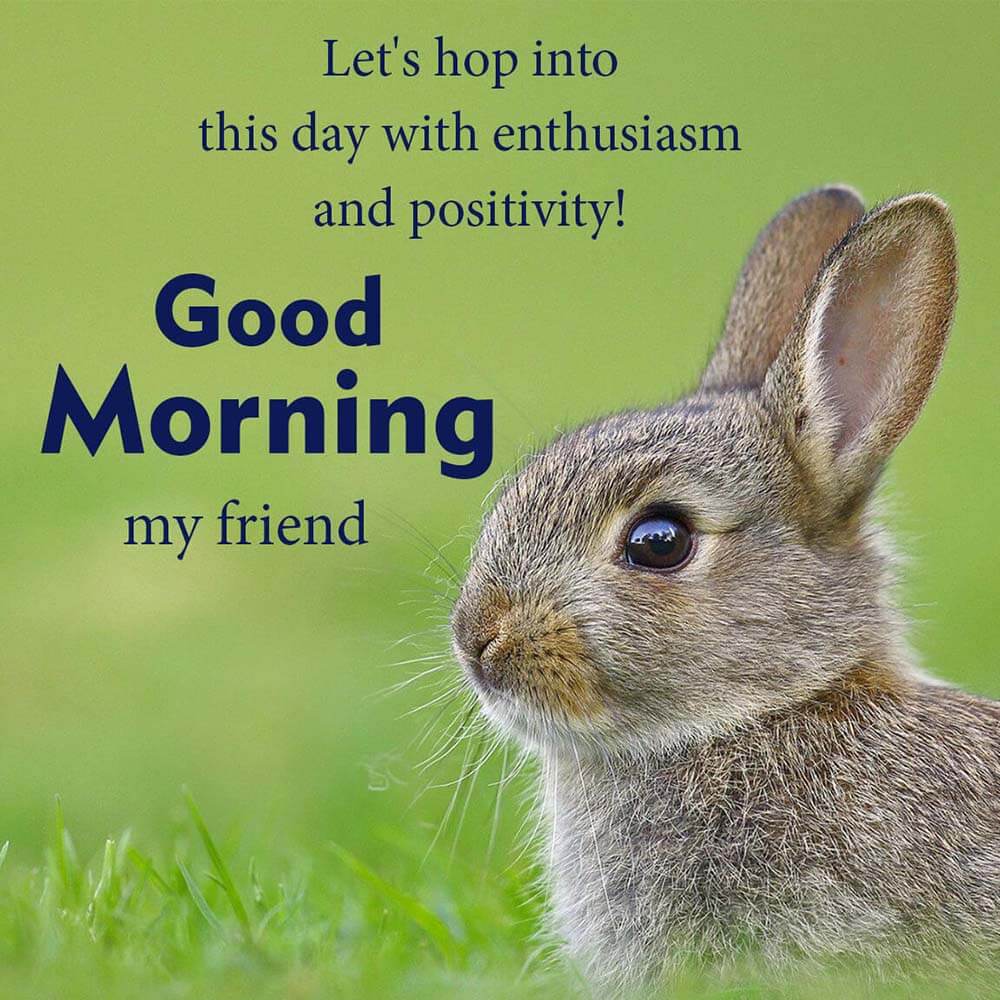 Rabbit Good Morning Pictures