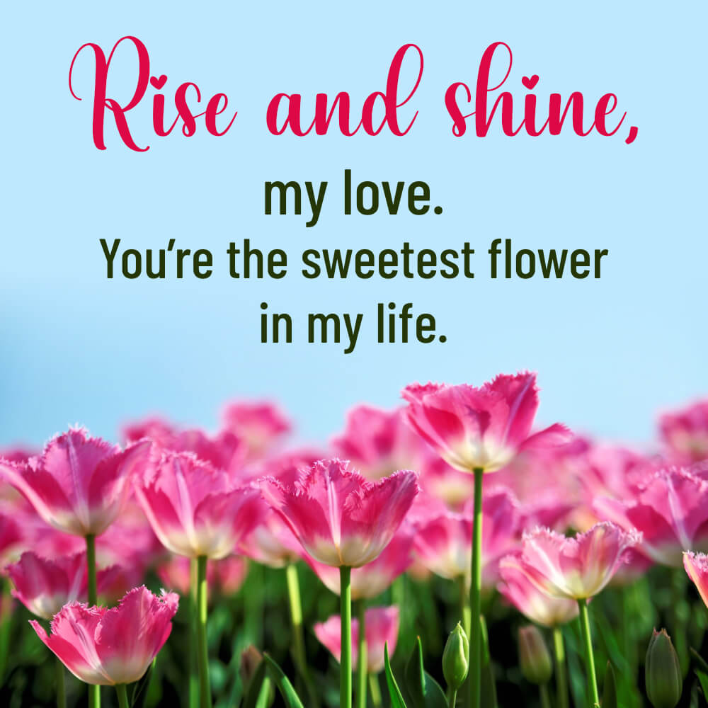 Good Morning Roses Flower