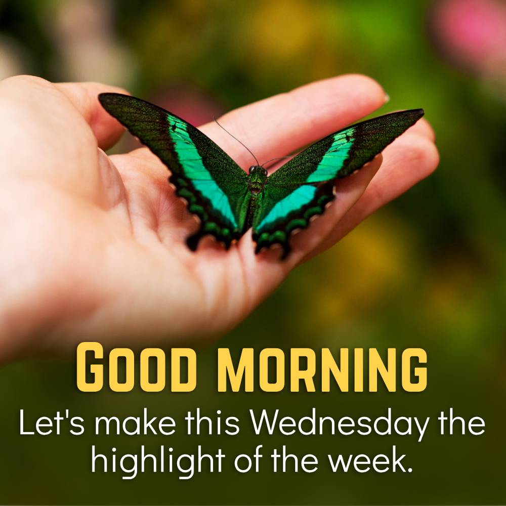 Good Morning Wednesday Greetings