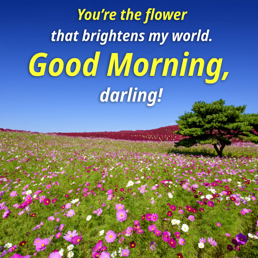 Love Flowers Good Morning
