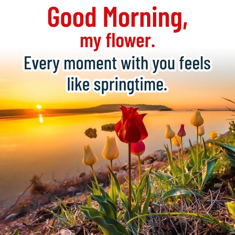 Romantic Flowers Good Morning