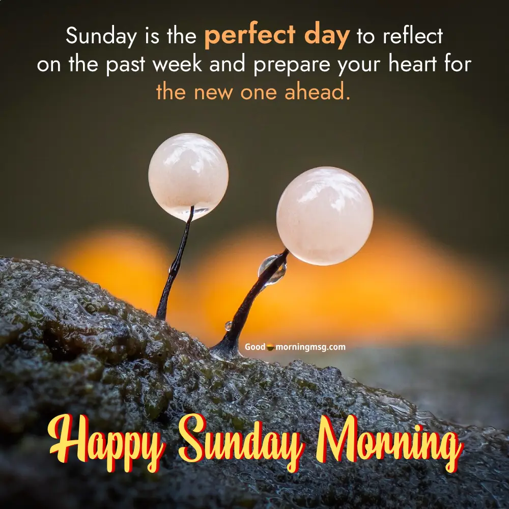 Wisdom Good Morning Quotes I Goodmorningmsg