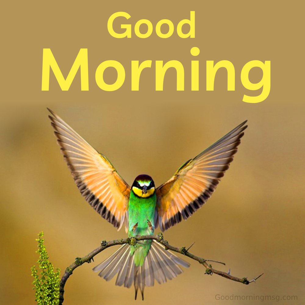 Best Good Morning Greetings Ideas