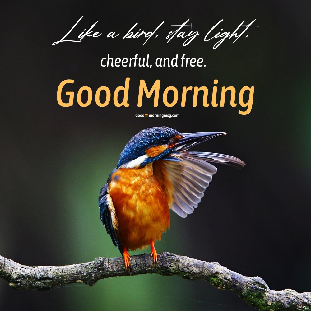 Good Morning Bird Images