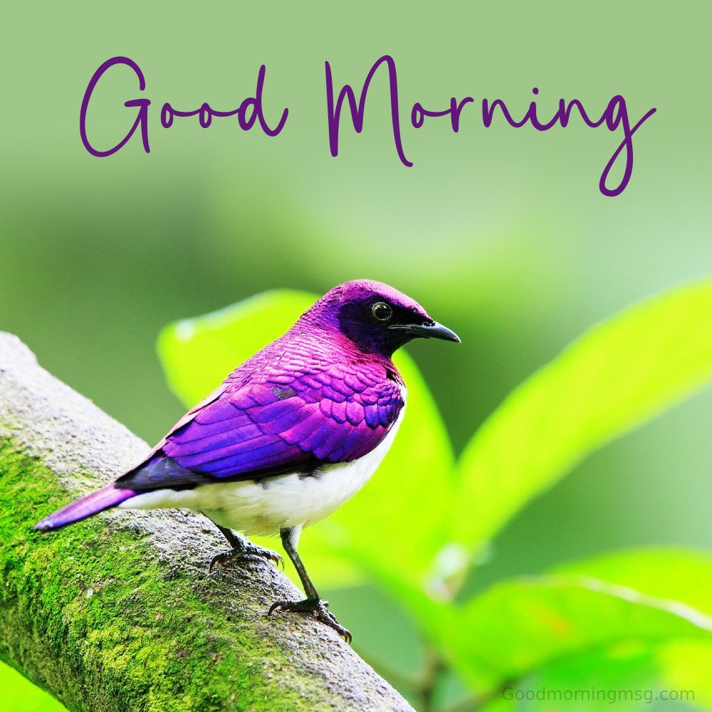 Good Morning Birds Images