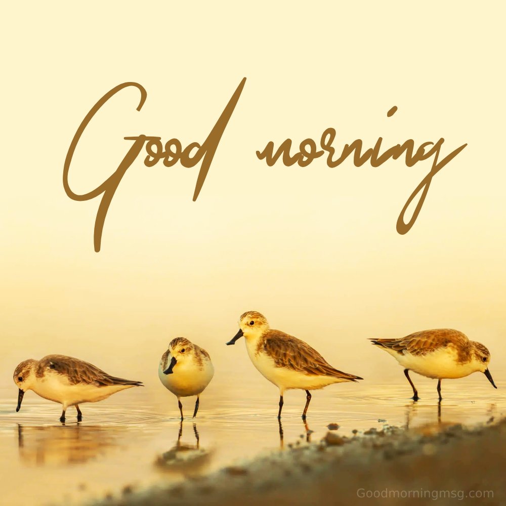 Good Morning Images Png