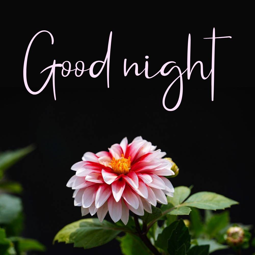 Good Night Flower Images