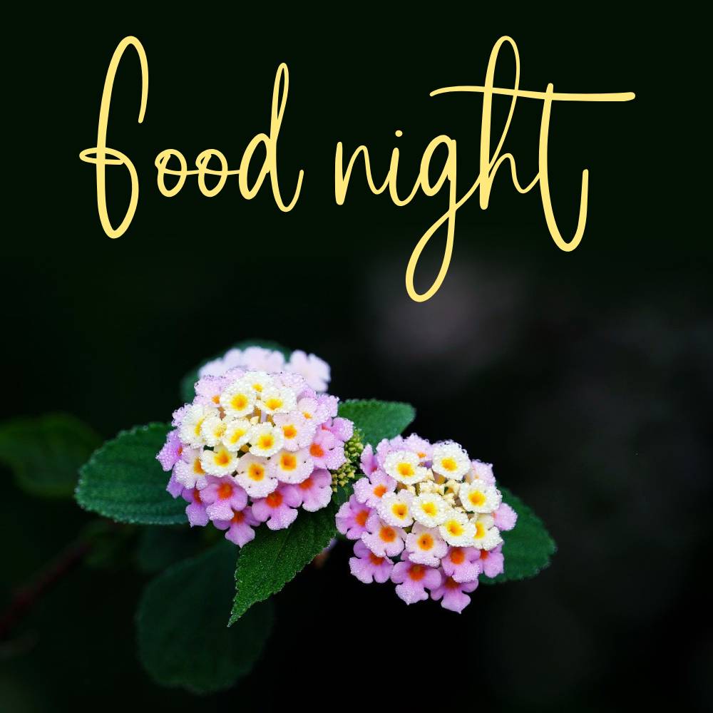 Good Night Flower