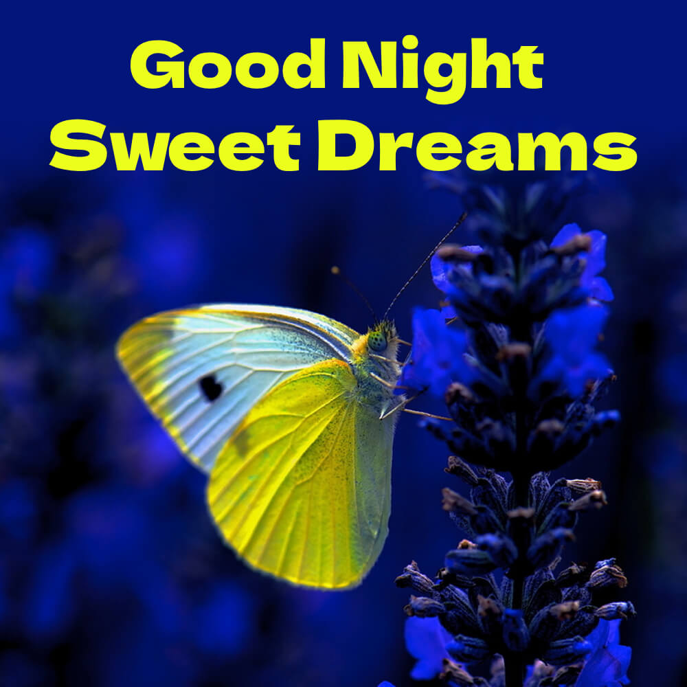 Good Night Butterfly