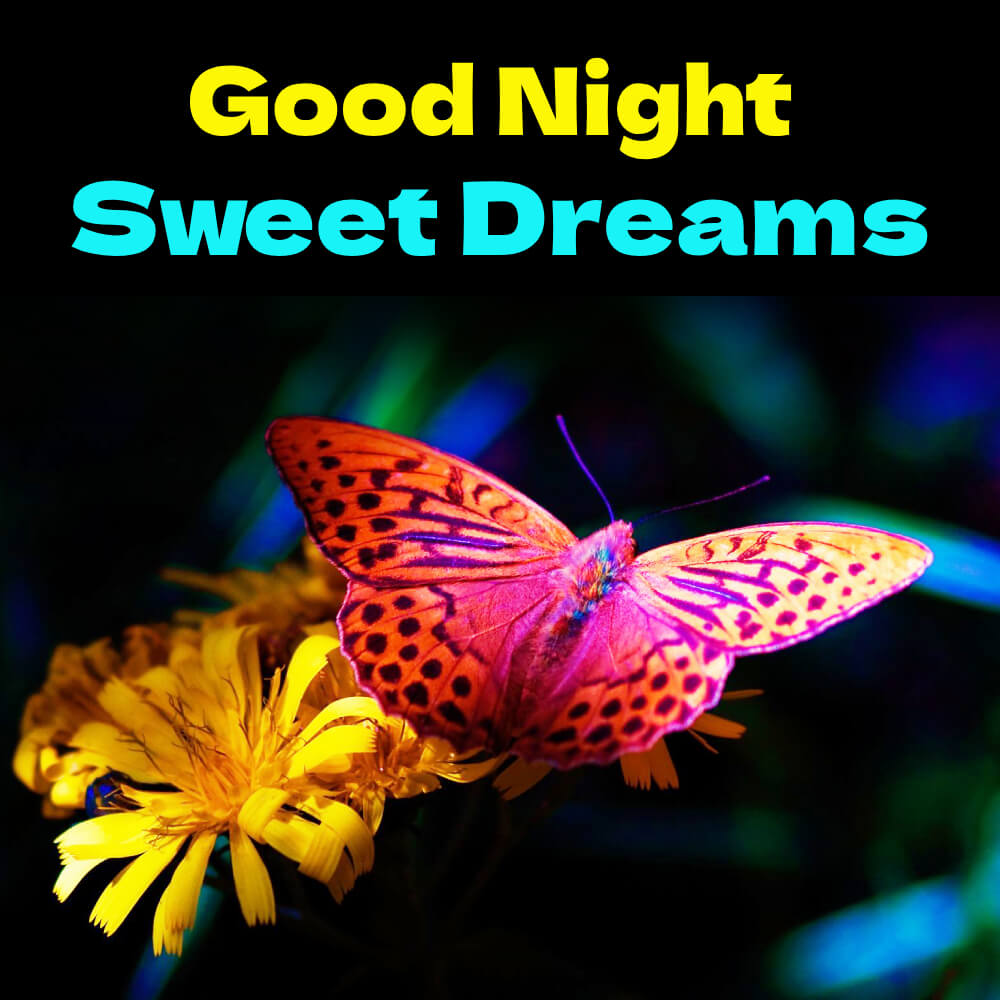 Good Night Wish