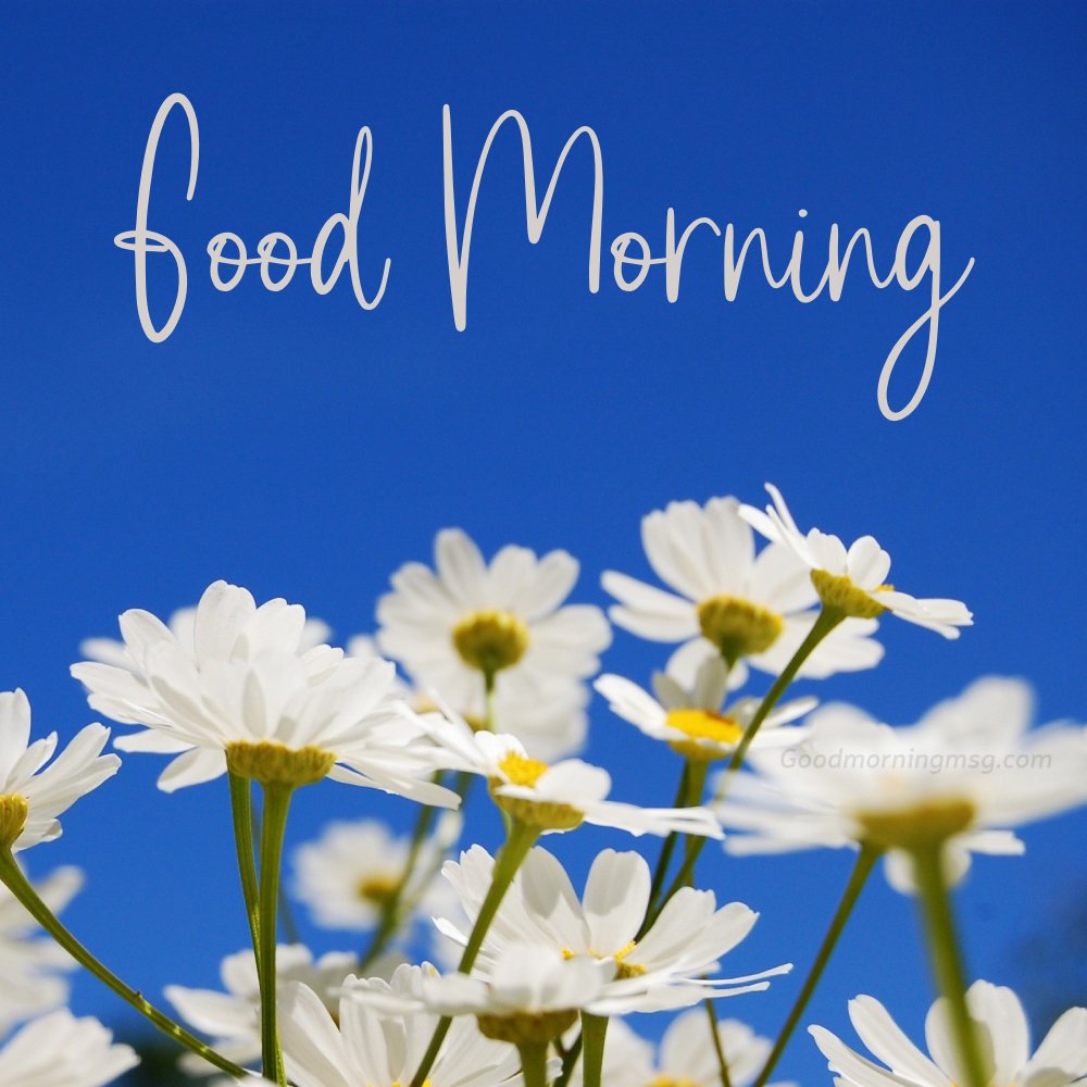 Morning Flower Pictures Download For Free Image