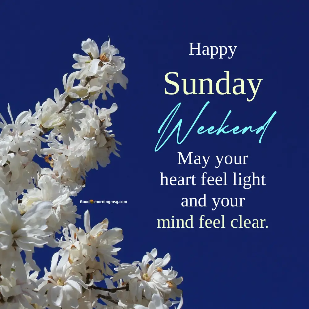 Rose Pink Happy Sunday Good Morning