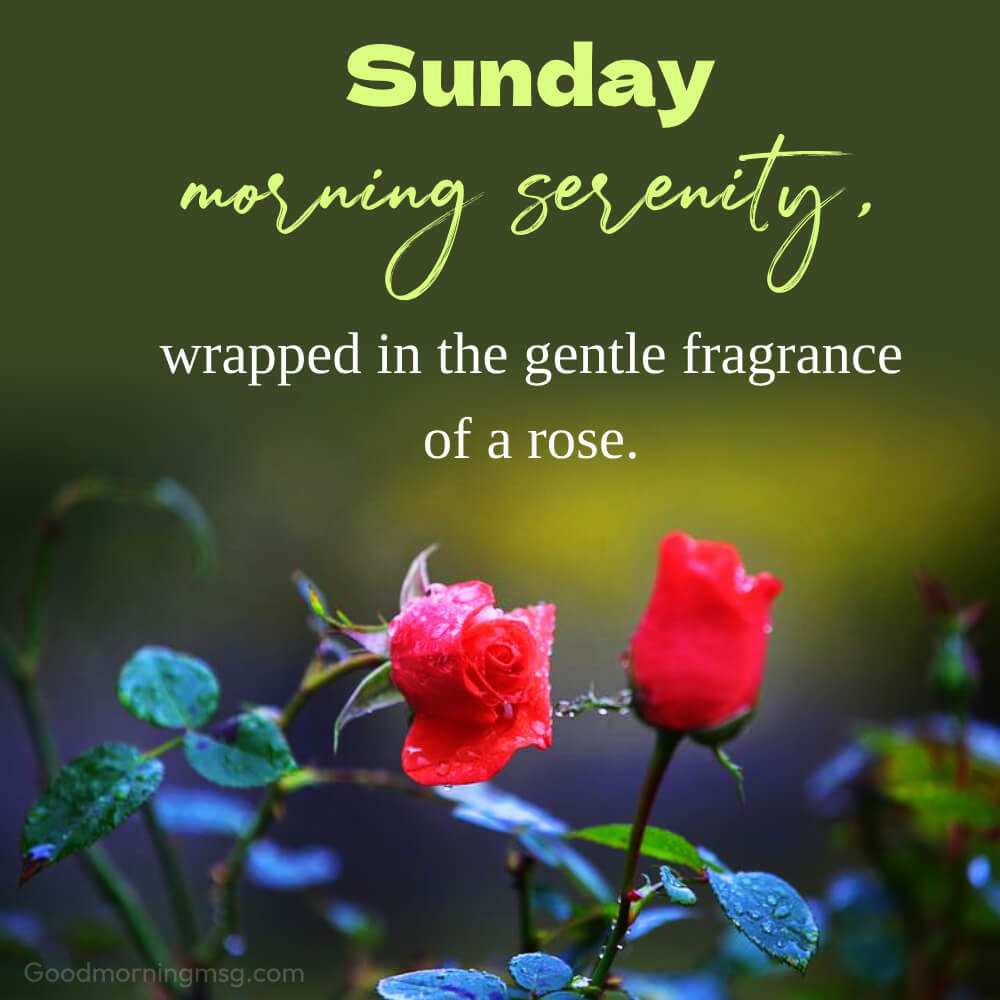 Sunday Roses Images