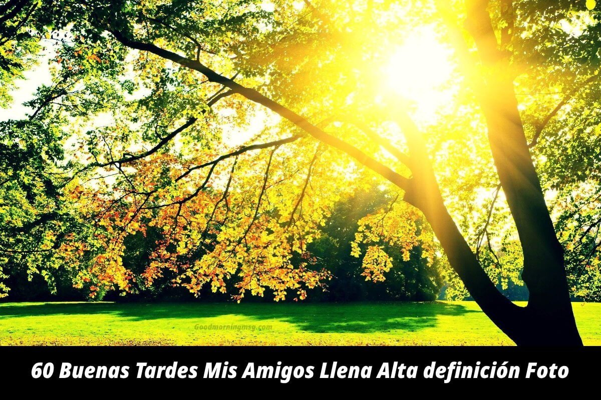 Buenas Tardes Mis Amigos Llena Alta Definición Foto
