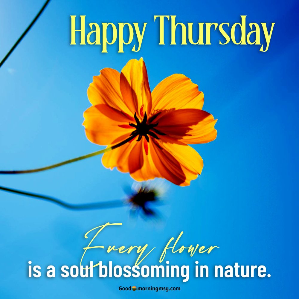 Flower Good Morning Images