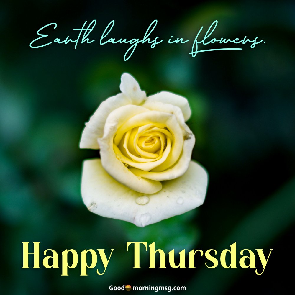 Good Morning Images Flowers