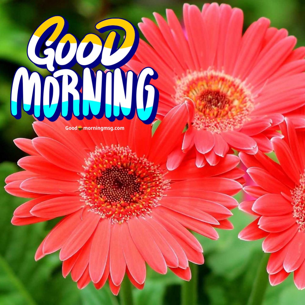 Good Morning Flower Images