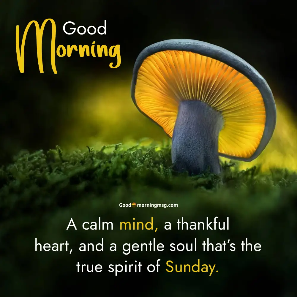 Inspirational Quotes For A Sunday I Goodmorningmsg