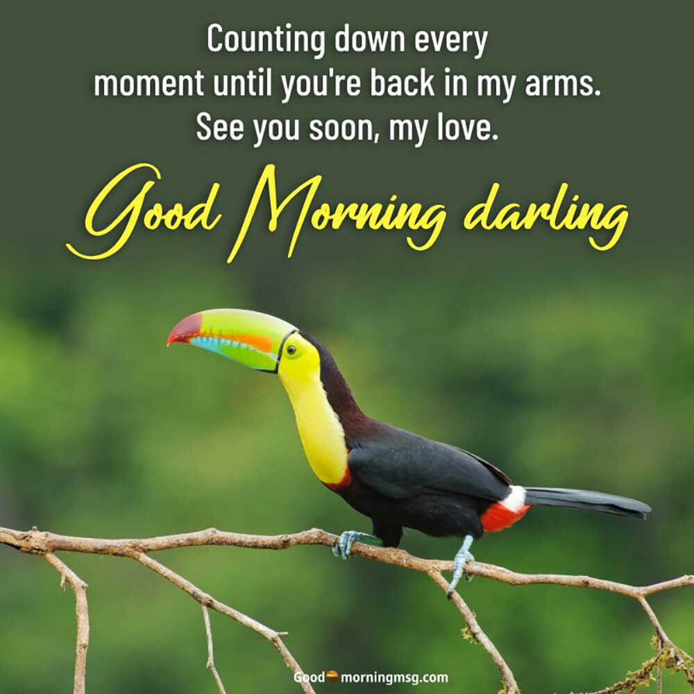 Birds Picture