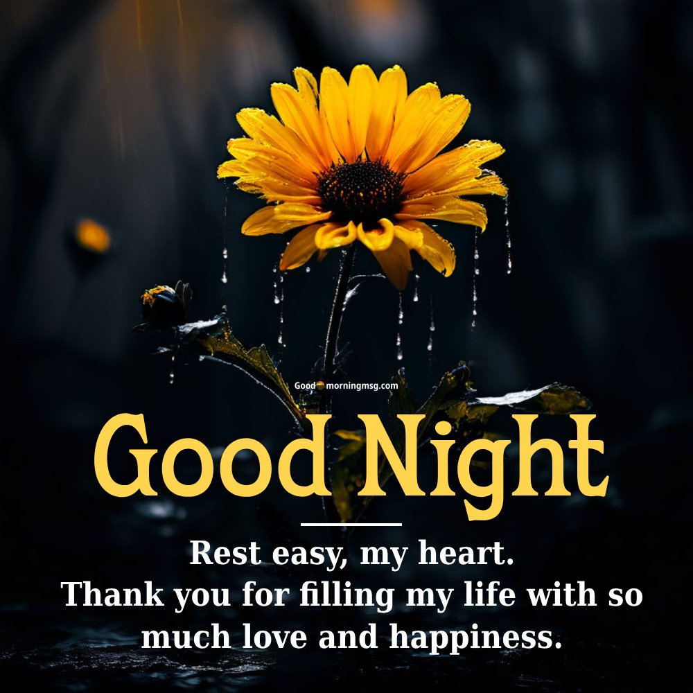 Good Night Lovely