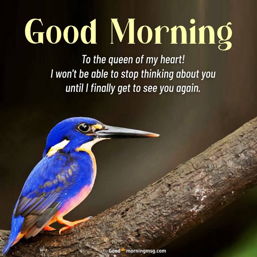 Images Of Birds