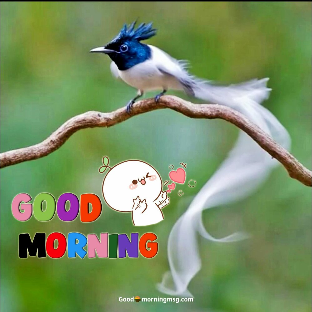 New Nature Good Morning Birds Images