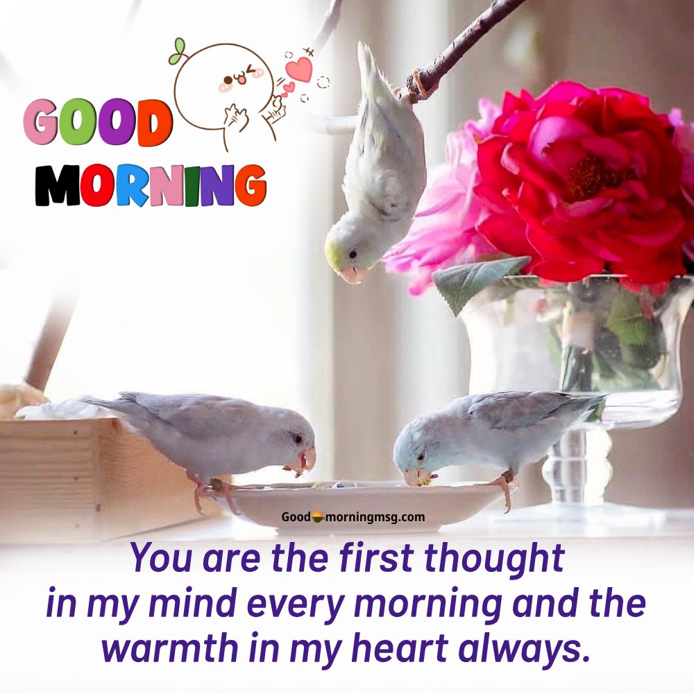 Sunrise Good Morning Birds