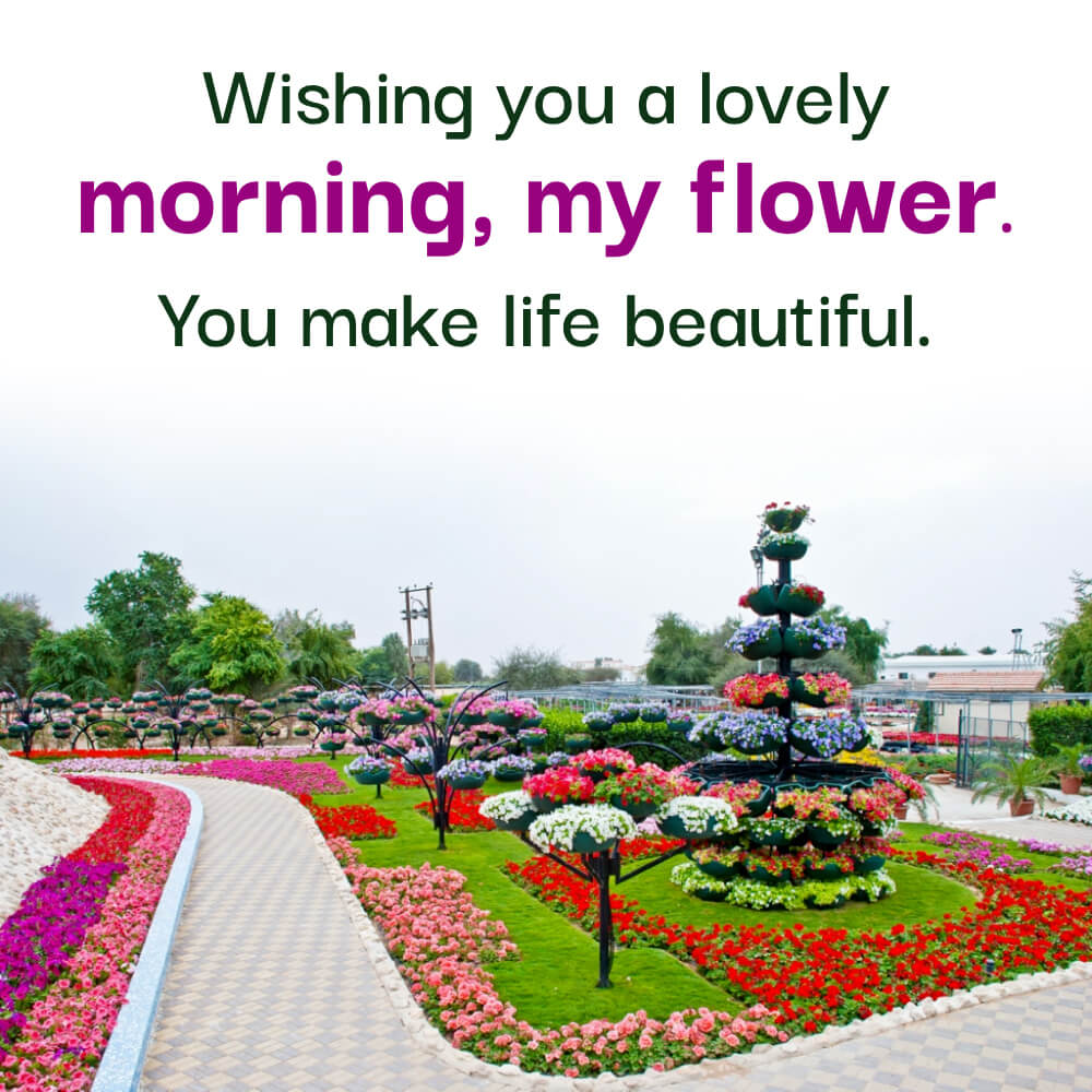 Beautiful Love Good Morning Flowers