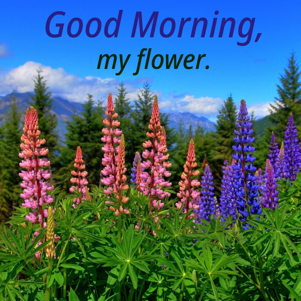 Good Morning Flowers Love