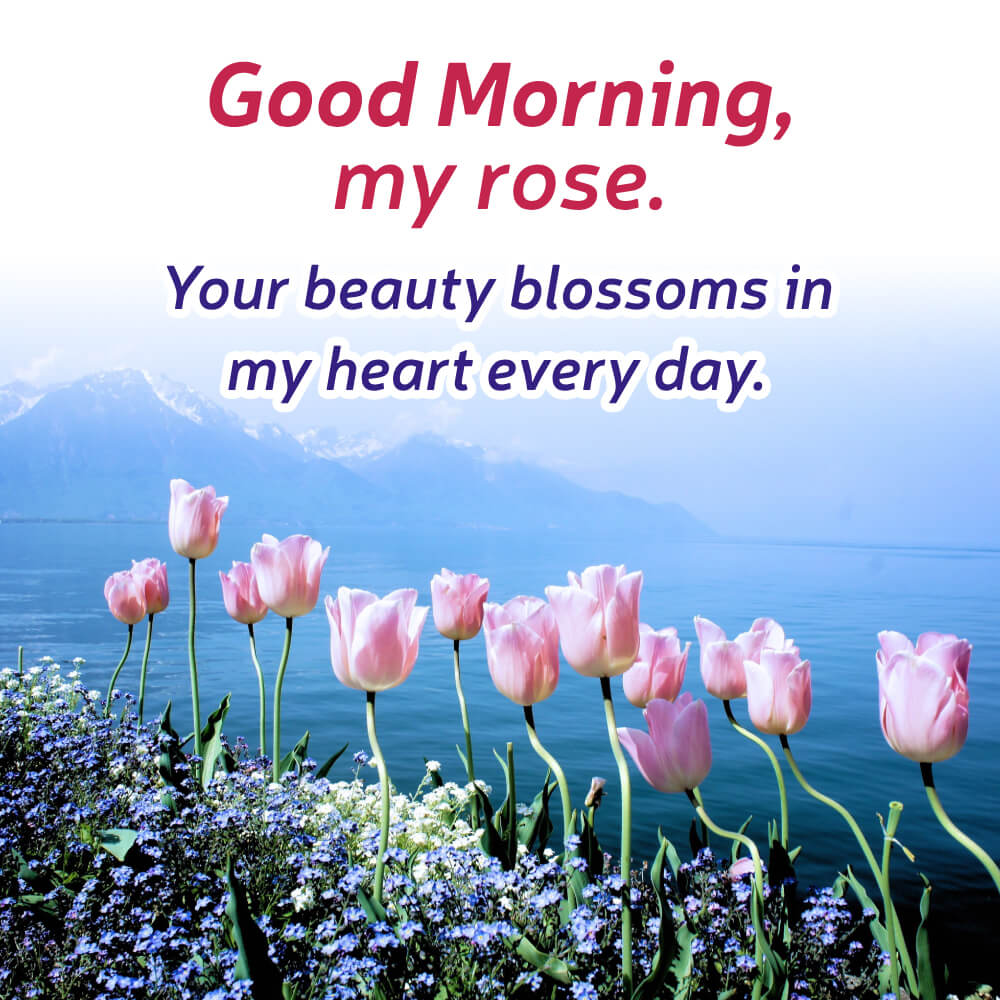 Good Morning Flowers Pictures For Whatsapp
