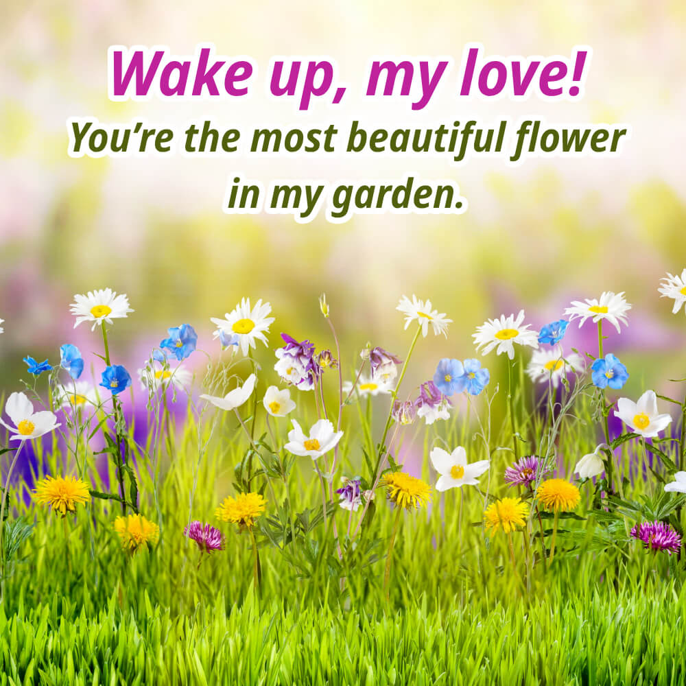 Good Morning Flowers Rose