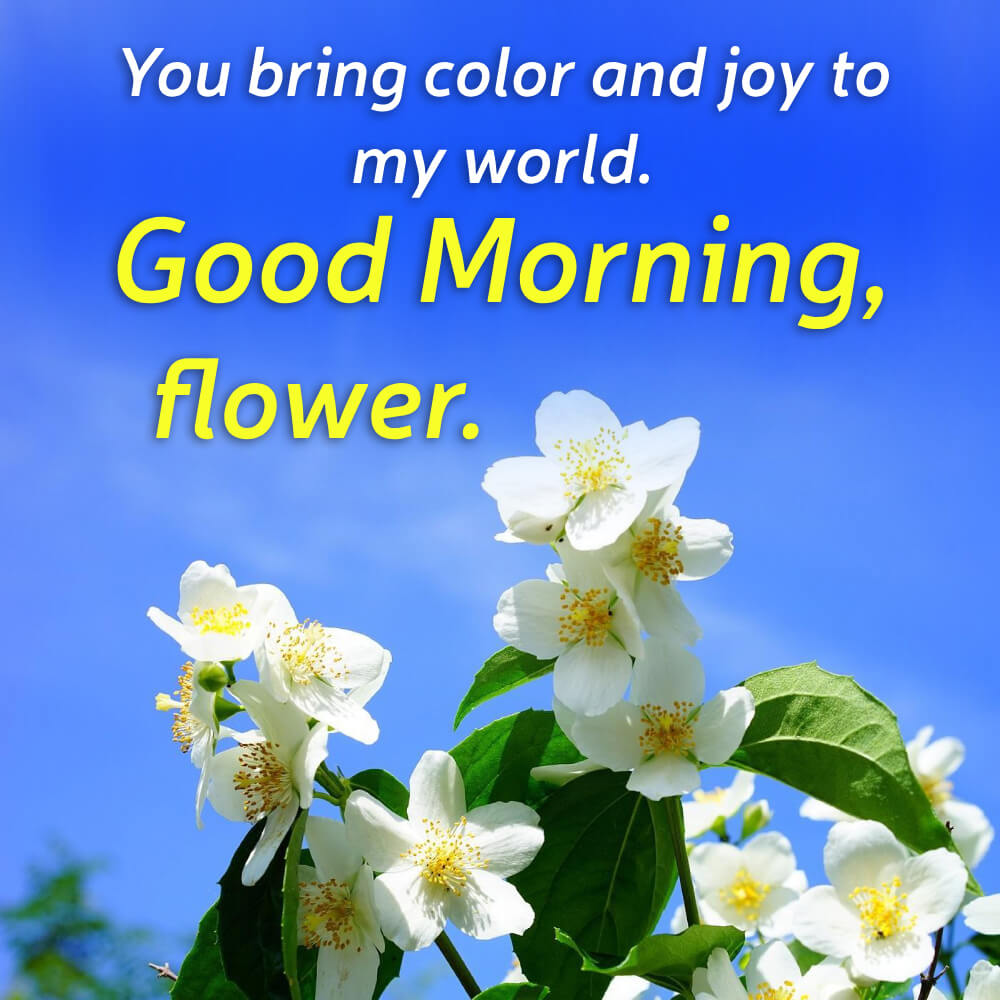 Good Morning Rose Flower