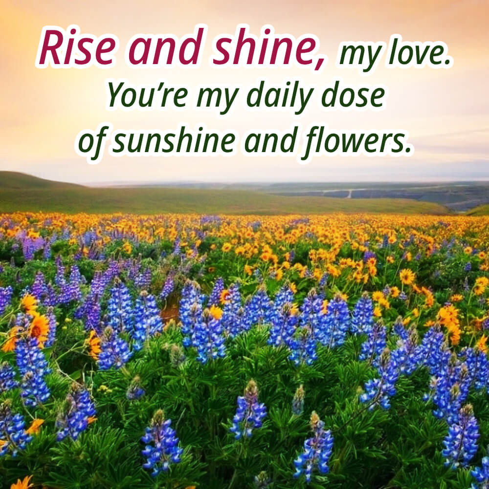 Good Morning Rose Flowers
