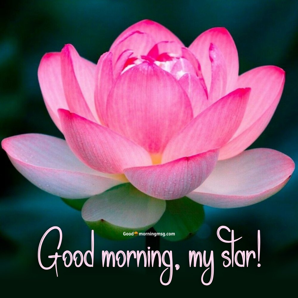 Cute Instagram Flower Quotes I Goodmorningmsg