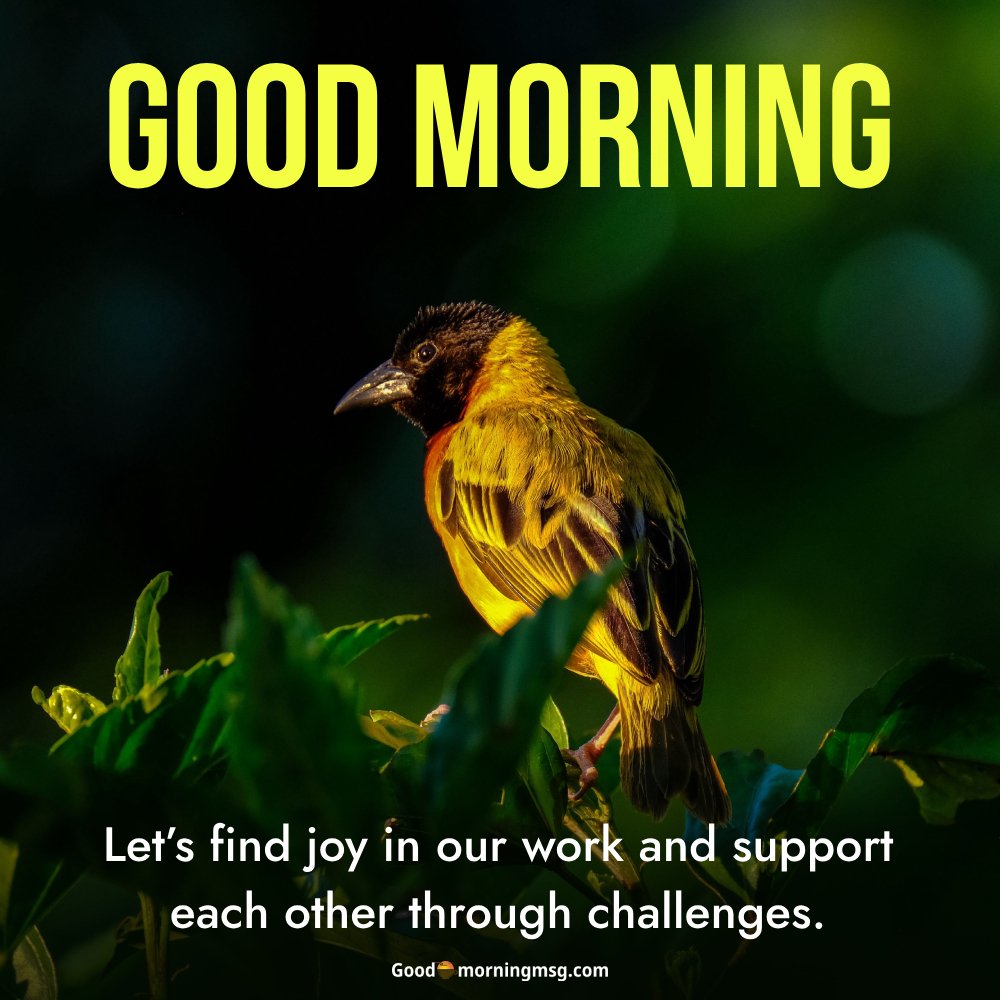 Good Morning Bird Funny I Goodmorningmsg