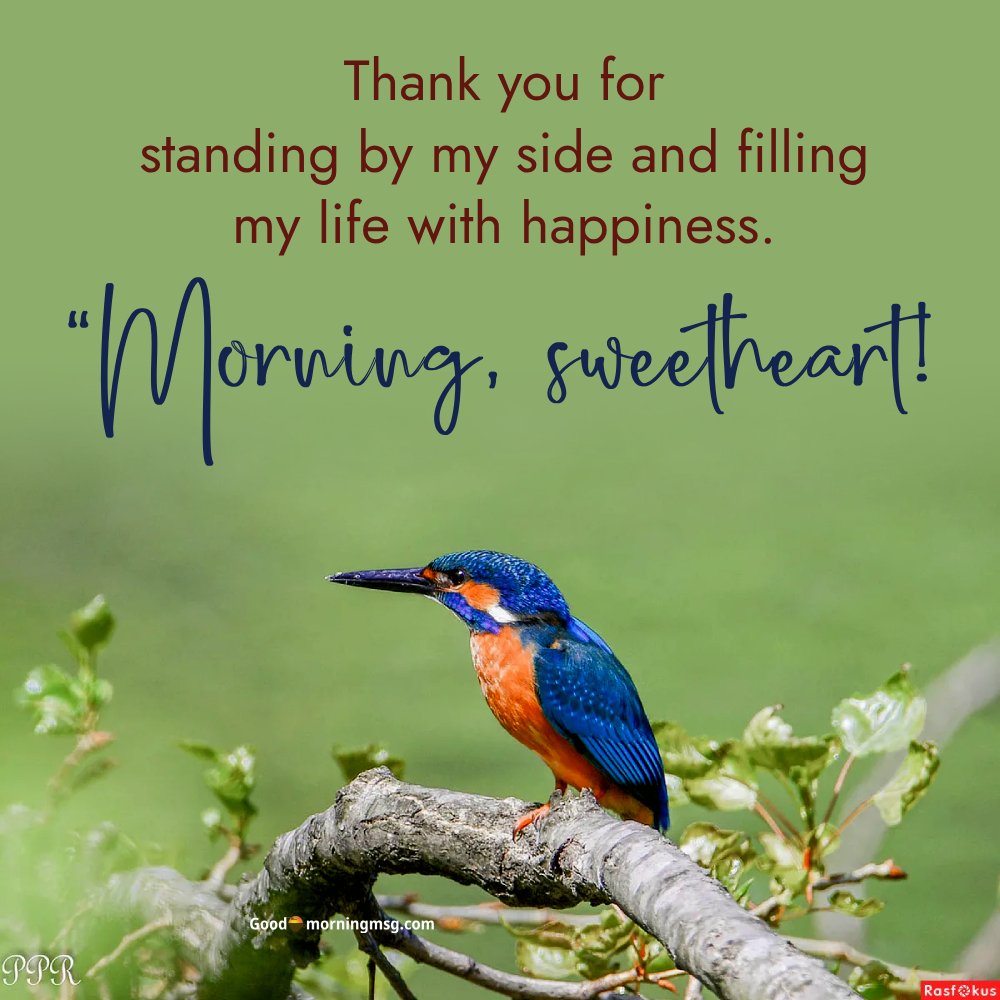 All Birds Images I Goodmorningmsg