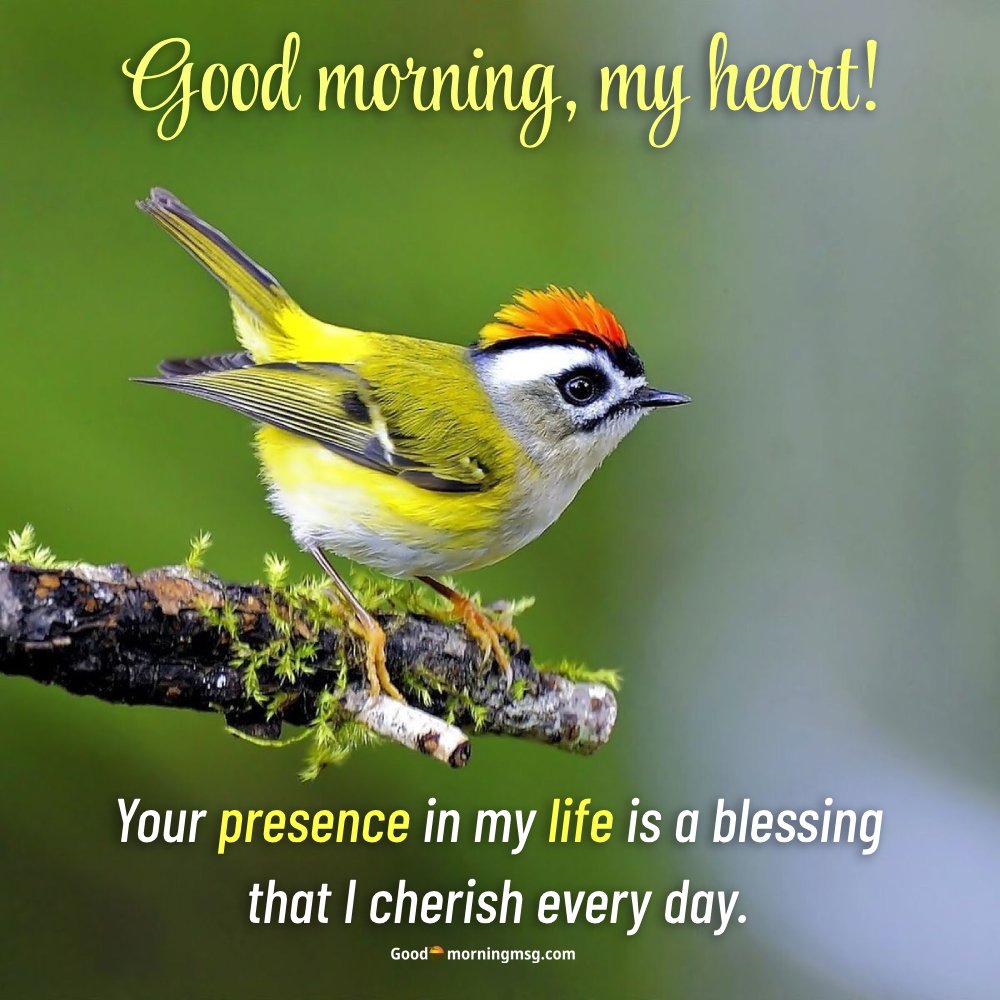 Beautiful Birds Photos I Goodmorningmsg