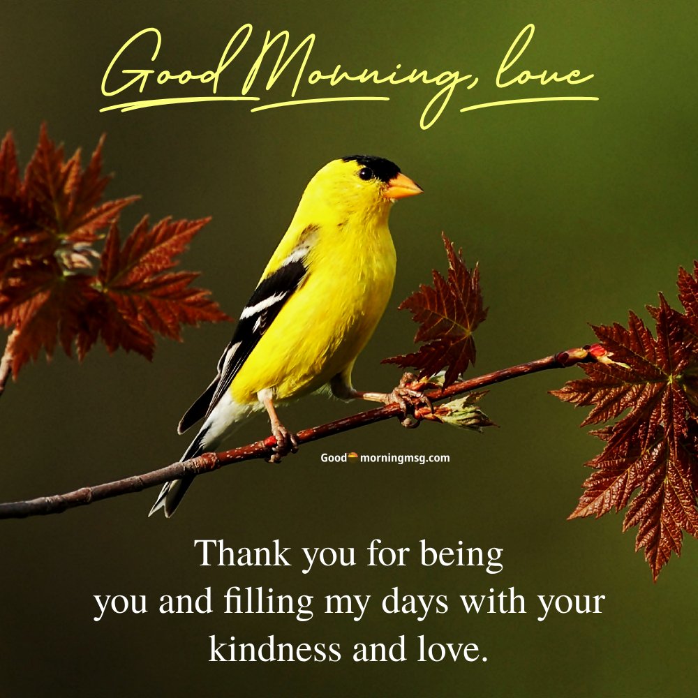Beautiful Birds Wallpaper Free I Goodmorningmsg