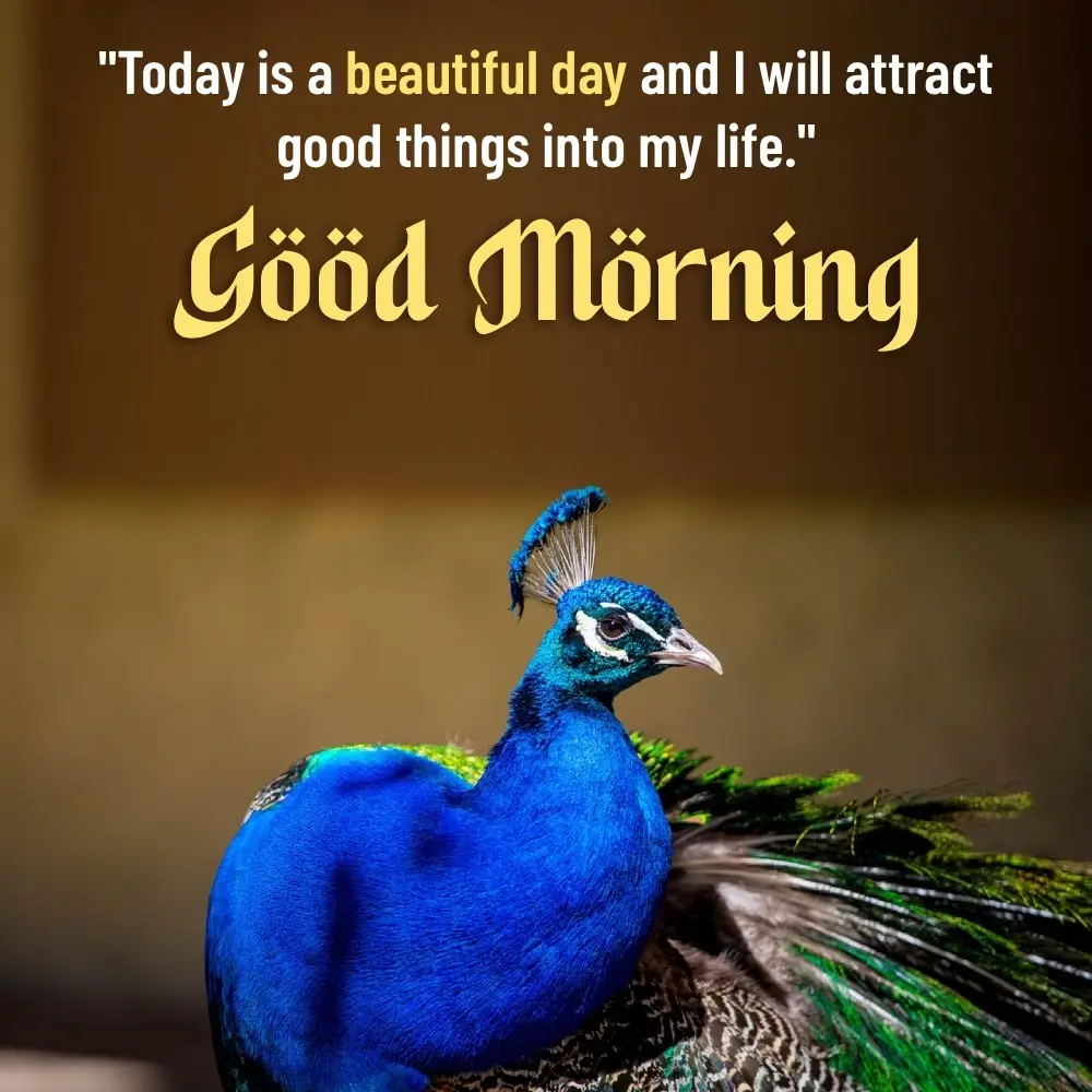 Good Morning 4k Hd Images Nature