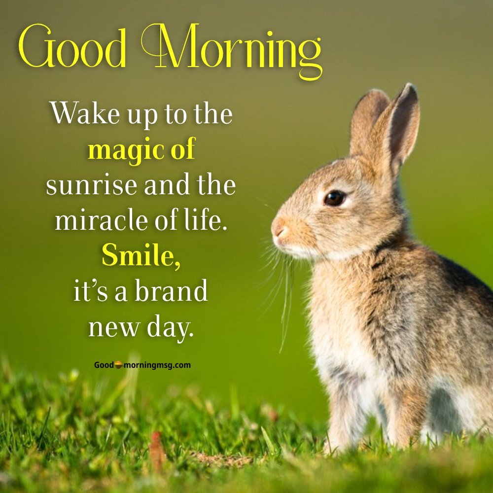 Good Morning Stock I Goodmorningmsg