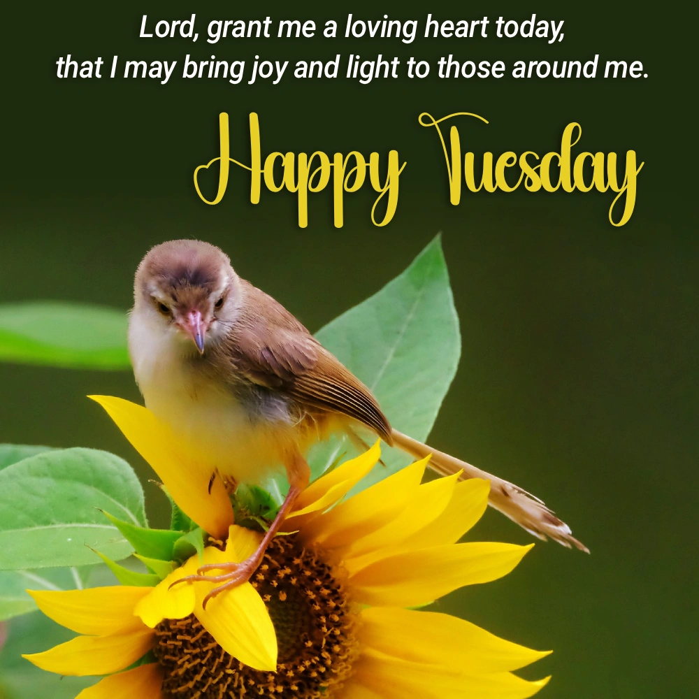 Goodmorning In Dutch