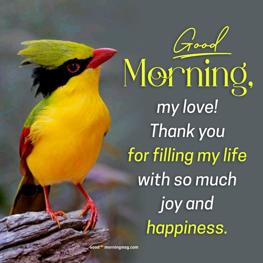 Most Beautiful Birds Wallpaper I Goodmorningmsg