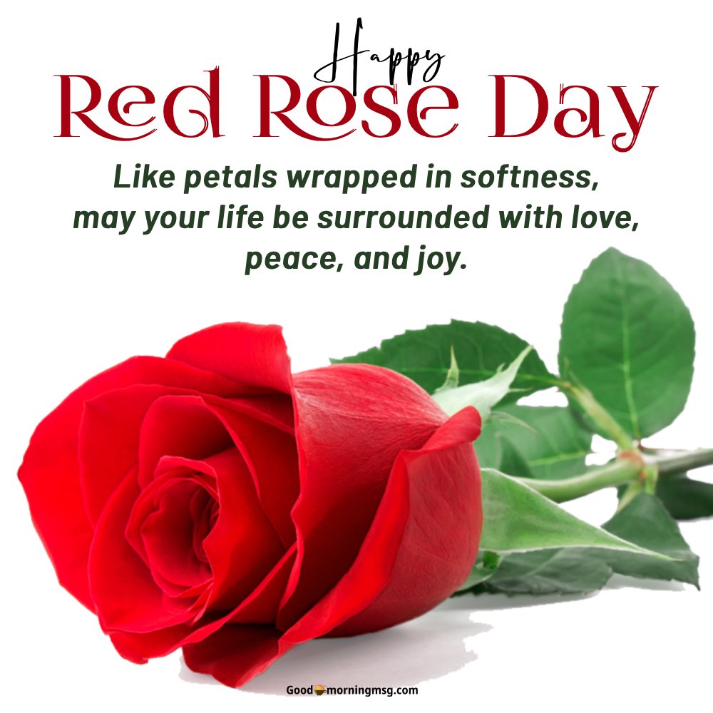 Romantic Rose Day Quotes I Goodmorningmsg