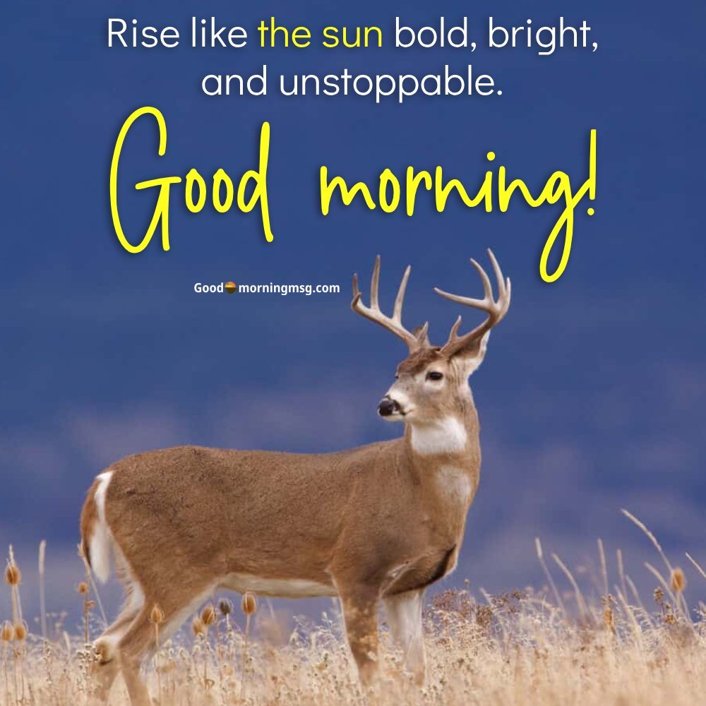Wallpaper Good Morning Wallpaper I Goodmorningmsg