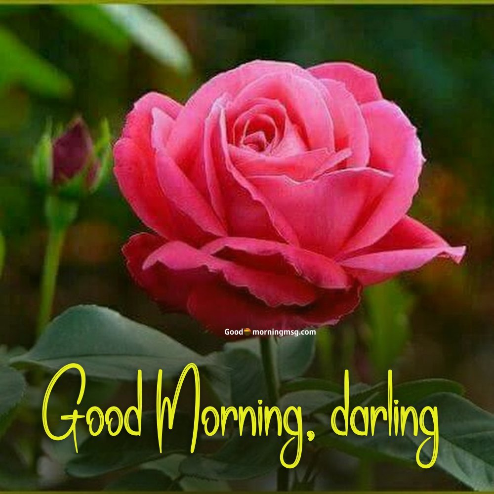 20+ Romantic Good Morning Rose Love Images And Quotes For Sweetheart